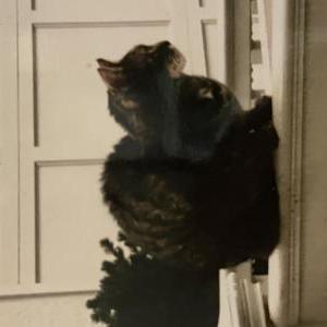 Lost Cat Kevin