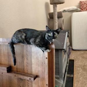 Lost Cat Keena