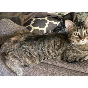 Image of Josie, Lost Cat