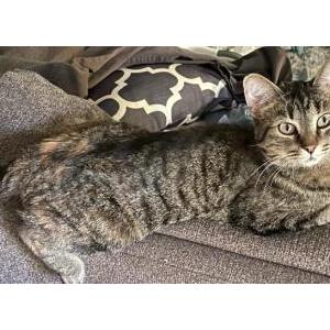 Lost Cat Josie