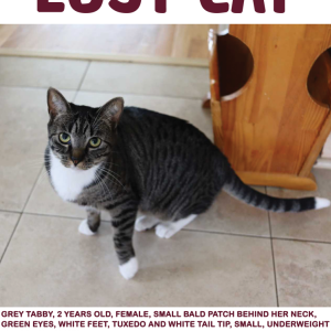 Lost Cat Kiki