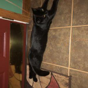 Image of Diego, Lost Cat