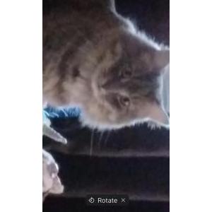 Image of Gracey, Lost Cat