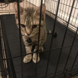 Found Cat Unknown