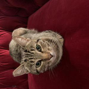 Lost Cat Alice