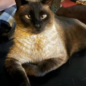 Lost Cat Coco