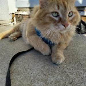 Lost Cat Henly