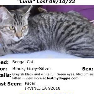 Lost Cat Luna