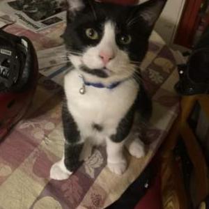 Lost Cat Apollo