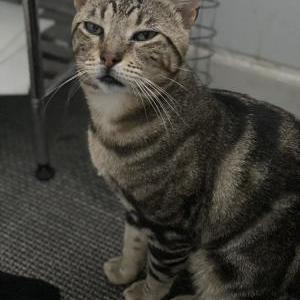 Lost Cat Tiger