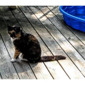 Image of North korea, Lost Cat