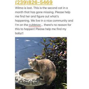 Lost Cat Wilma