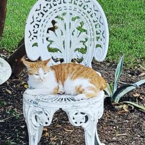 Lost Cat Irma