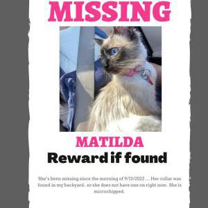 Lost Cat Matilda