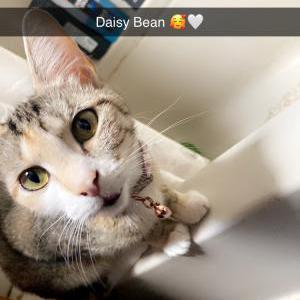 Lost Cat Daisy