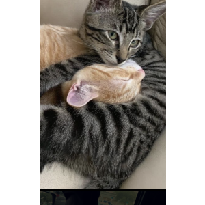 Image of Malibu Flanders, Lost Cat