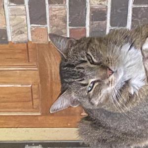 Image of Heidi, Lost Cat