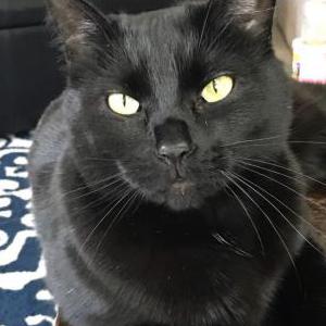 Lost Cat Hank