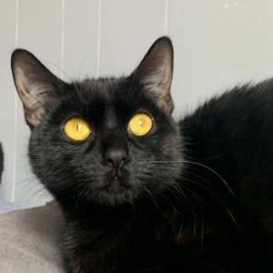 Image of Ultra, Lost Cat