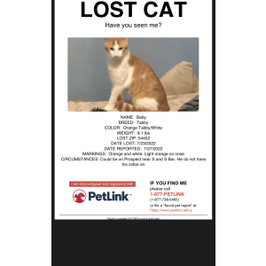 Lost Cat Baby