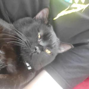Image of Inkwell, Lost Cat