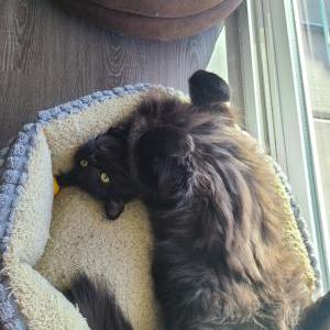 Lost Cat Koda Bear Razevich