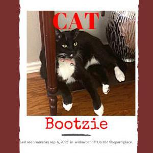 Image of Bootize, Lost Cat