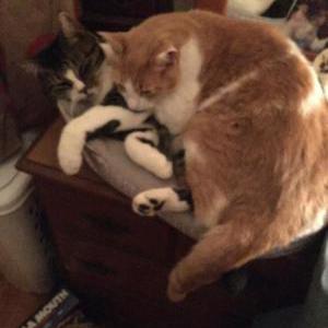Lost Cat Pepper and Honey