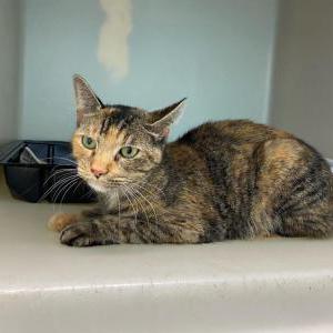 Found Cat Unknown