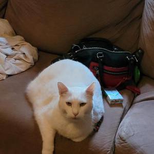 Lost Cat Fatty