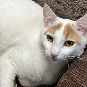 Lost Cat Joey “Bobo”