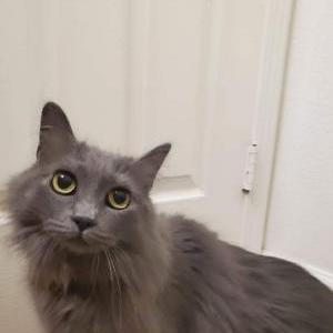 Lost Cat STAR