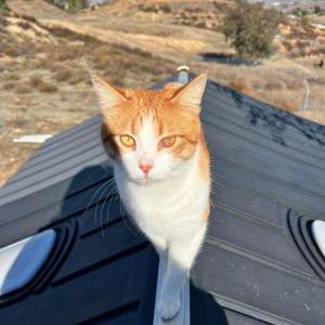 Lost Cat Mister Fox