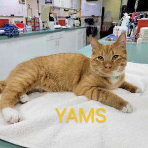 Lost Cat Yams