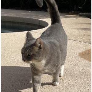 Lost Cat Shadow
