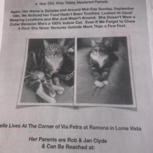 Lost Cat Bella