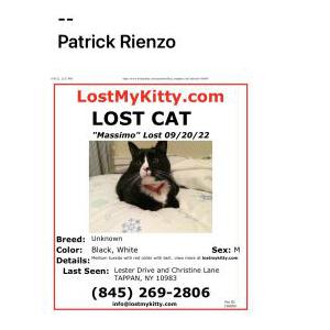 Lost Cat Massimo