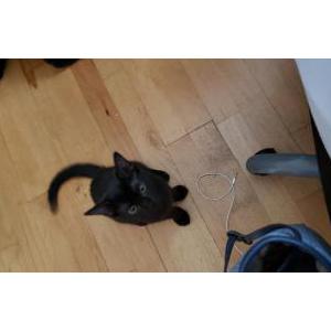 Lost Cat Marcia