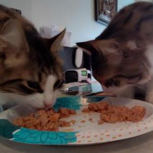 Image of Mumbo, Lost Cat