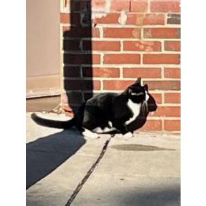 Found Cat Found Tuxedo cat