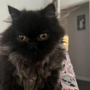 Lost Cat Bombon