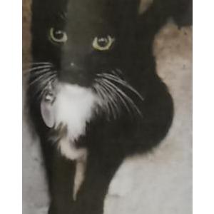 Lost Cat Scooter