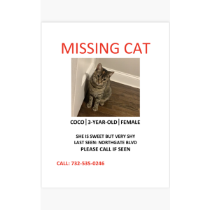 Lost Cat Coco
