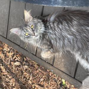 Lost Cat Lynx