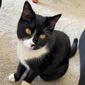 Lost Cat Sylvester