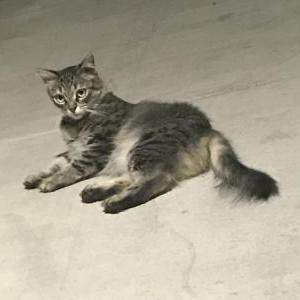 Found Cat Unknown