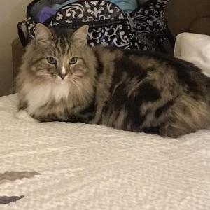 Lost Cat Sammie