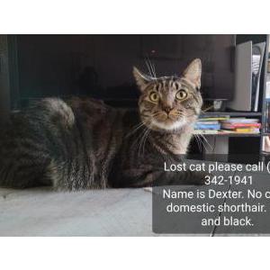 Lost Cat Dexter