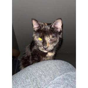 Lost Cat Lola