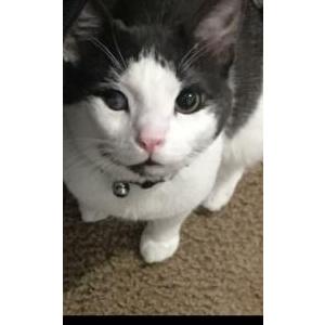 Lost Cat Nox